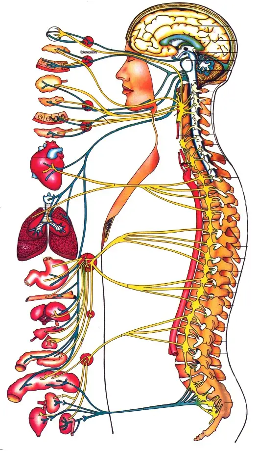 Chiropractic Orléans ON Central Nervous System